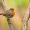 Cervenka obecna - Erithacus rubecula - European Robin 2649